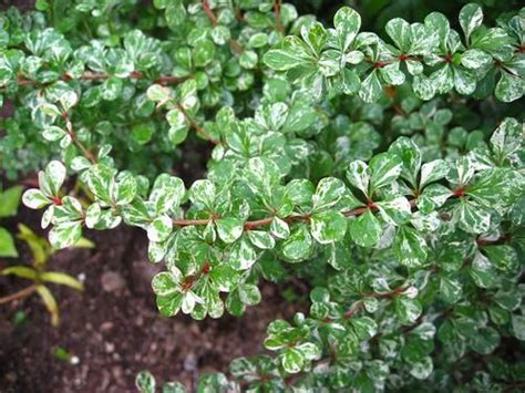 Барбарис Тунберга "Келлерис"(Berberis thunbergii 'Kelleriis')