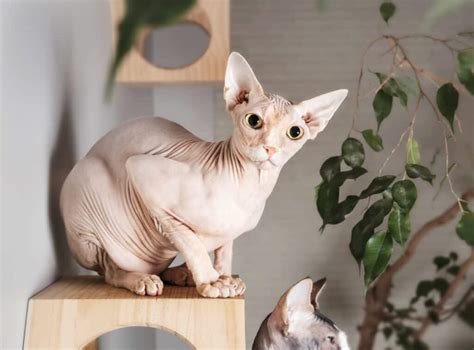 Devon Rex vs Sphynx: Key Differences Explained - A-Z Animals