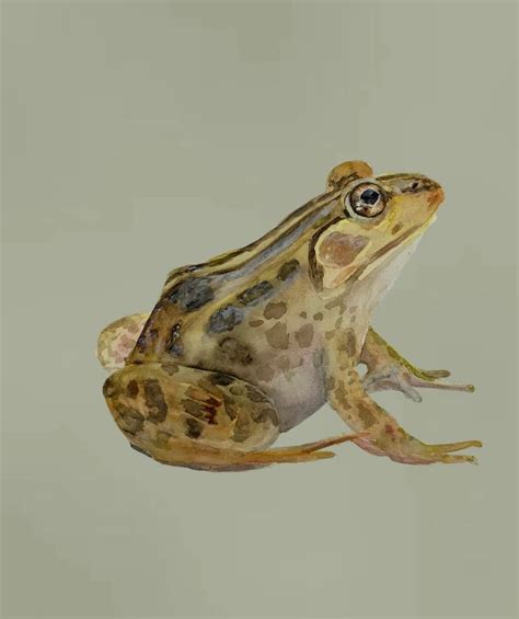 Watercolor Painting of a Frog. Professional Giclee Fine Art - Etsy