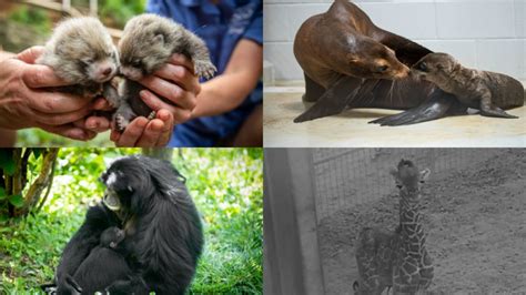 Baby Bonanza: Columbus Zoo announces births of 5 animals | wthr.com