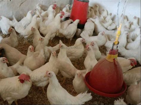 Продавам ярки бял легхорн и ломан Браун Кокошки, Пилета ...