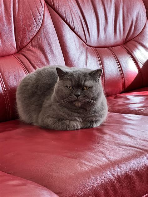 487 best British Shorthair images on Pholder | Britishshorthair, Aww