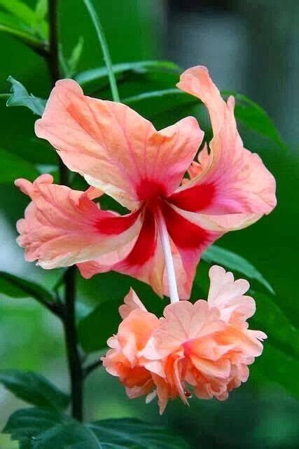 Макросъемка Гибискуса | Flores exóticas, Flores raras, Flores bonitas