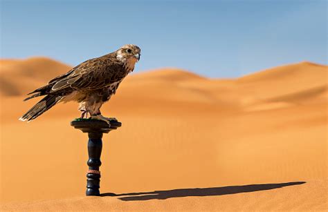 Falcon In The Desert Stock Photo - Download Image Now - iStock