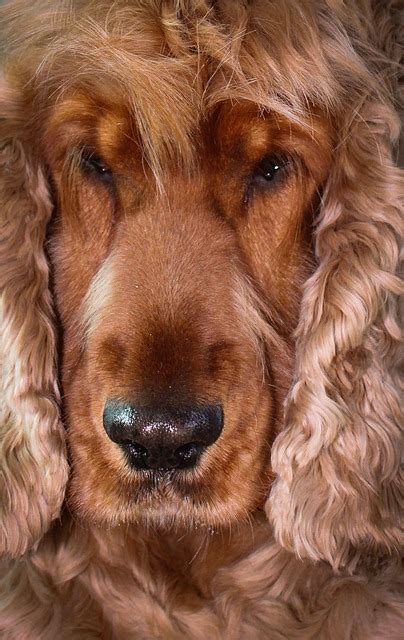 spaniel dog male female  photo  pixabay pixabay