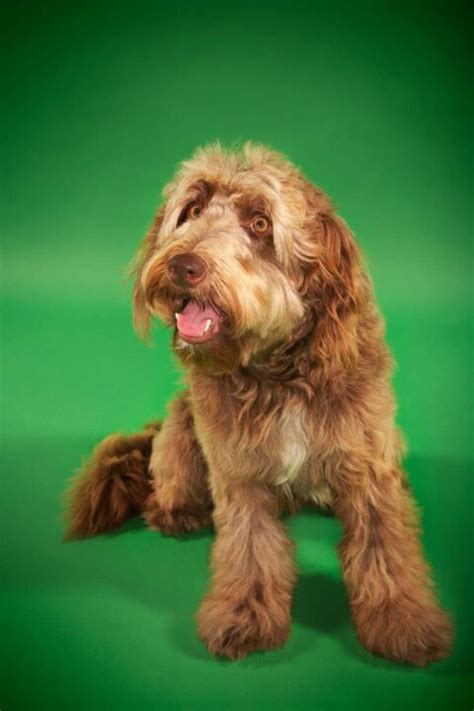 Where to Find Otterhound Puppies for Sale - Dogable