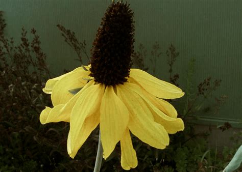 Giant Coneflower – Native Gardeners