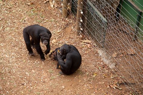 Tacugama Chimpanzee Sanctuary-Sierra Leone-Wildlife-Chimpanzee-30 ...