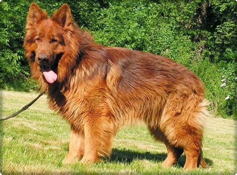 German Shepherd Coat & Color Varieties (with Photos) - Dog Food Care