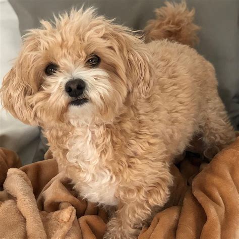 Maltipoos for sale/Maltipoos for sale near me