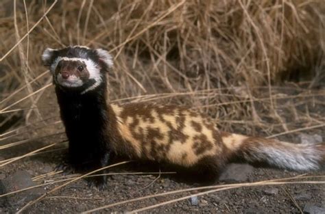 Marbled polecat - Alchetron, The Free Social Encyclopedia