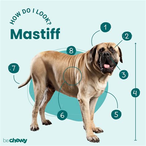 Mastiff Breed: Characteristics, Care & Photos | BeChewy