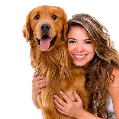 #810867 Dogs, Brown haired, Retriever, Smile, White background, Hair