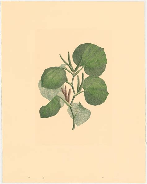 piper latifolium sydney parkinson jean baptiste michell ngv