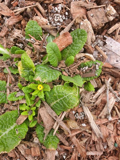 5 Awesome Perennials You Can Plant Right Now - The Renaissance Garden Guy