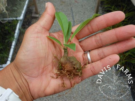 Myrmecodia beccarii (Ant Plant) - Davis Farms Wholesale Tillandsias