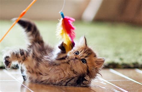 kenali  jenis kucing lucu  karakteristiknya harga belanja