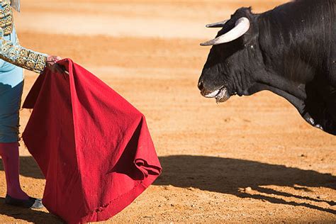 matador stock  pictures royalty  images istock
