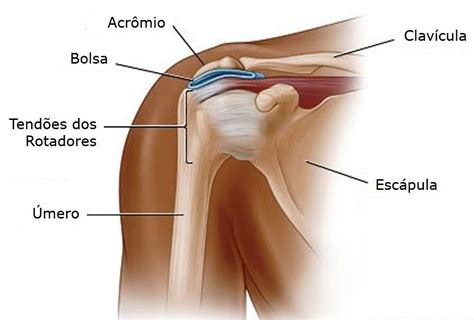Como Se Escreve Ombro - Anatomia Do Ombro Humano Ombro NYSORA