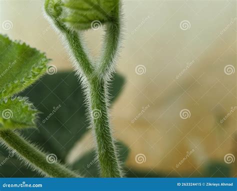 Macro of Green Stem Plant Texture Stock Image - Image of wildflower ...