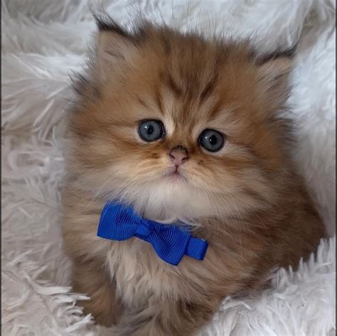 Teacup Persian Cats Full Grown