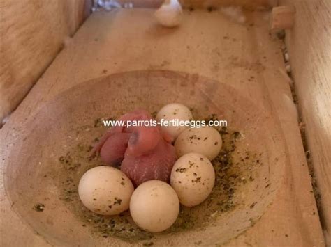 Buy 100% Fertile Toucan Eggs | $30 Per Egg + Free Shipping.. | Eggs ...