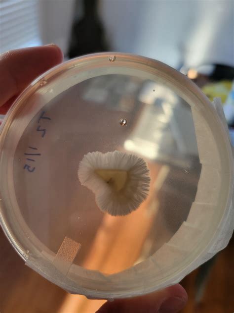 MSS > Agar > Agar - day 3 thoughts? : Agarporn