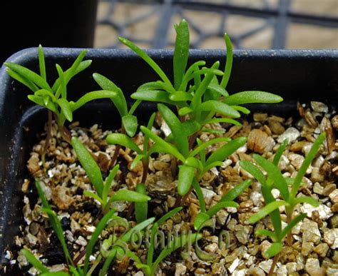 Gypsophila imbricata seedlings – Botanically Inclined – Seed Adventures