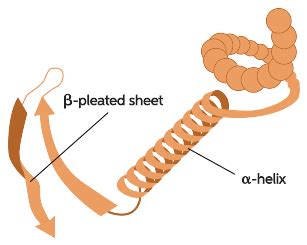 Fibrous Protein Molecular Structure