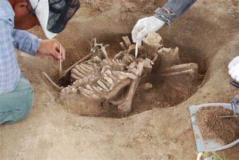 UTSC Archaeologist unearths 8000-year old human burial in Mongolia ...