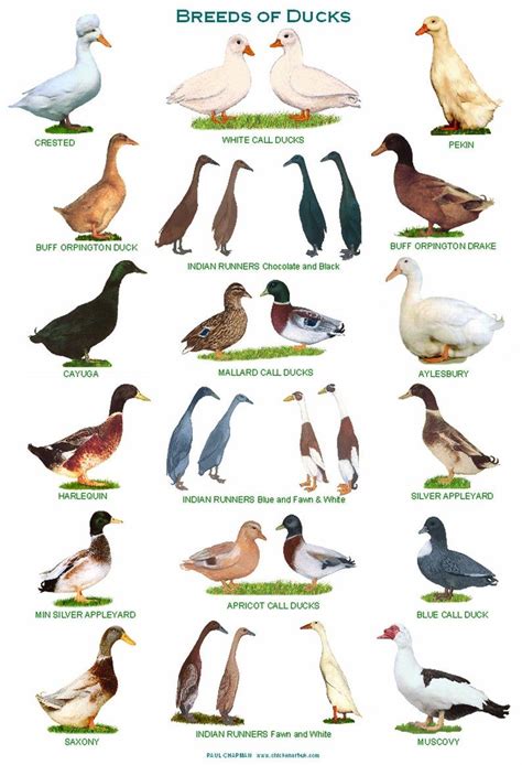 A4 Laminated Posters. Breeds of Ducks | Etsy | Bird breeds, Geese ...