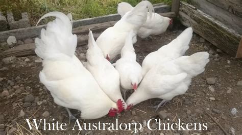 White Australorp Chickens & Mealtime 69 #Australorp #Australorpchicken #Australorpchickens - YouTube