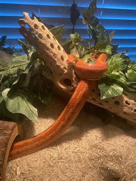 Does anyone know what morph corn snake Toast is? Right now he