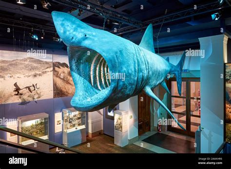 Natural History display at The National Museum, Cardiff, South Wales ...