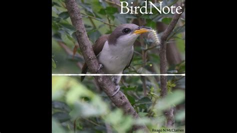 Yellow-billed Cuckoo — Rain Crow - YouTube