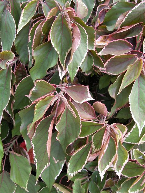 Acalypha Wilkesiana Copper Leaf