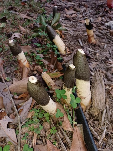 Found in Raleigh, NC area, they have a very pungent smell. Any ideas