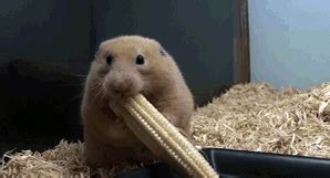 GIF: Hamster Eating Corn | Gifrific