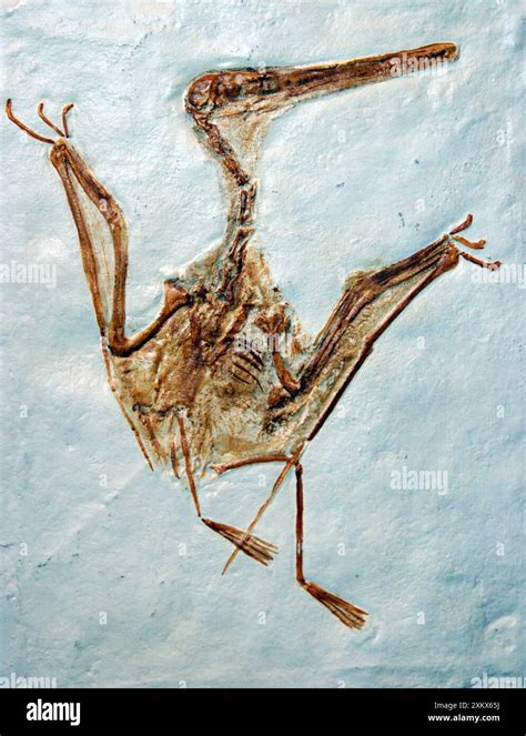 Pterodactyl - fossil Stock Photo - Alamy