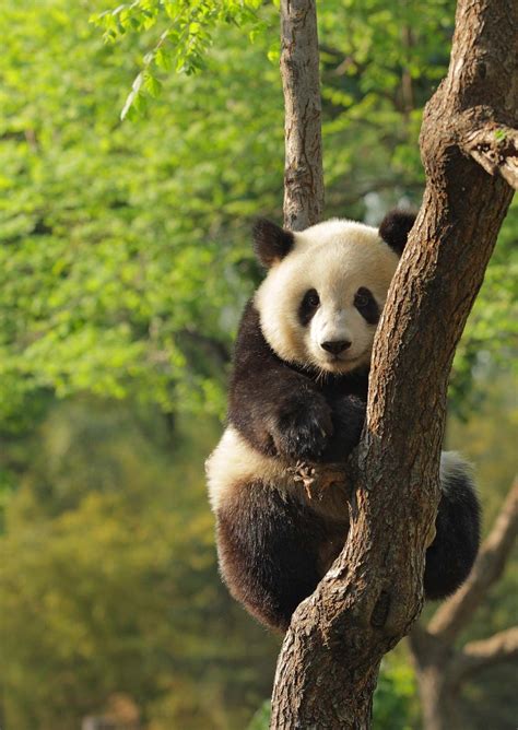 china wildlife mammals birds britannica