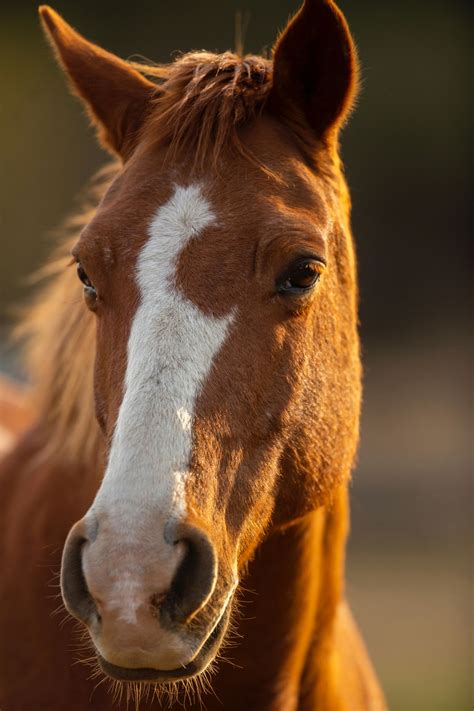 Horse Breeding Toronto, GTA | Amplify Stables