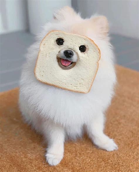 107 Inbread Animals That Are Hilariously NOT Gluten-Free