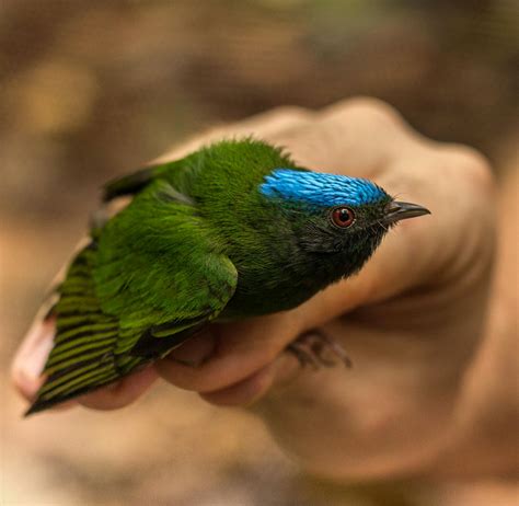 Amazon Rainforest Conservation | Volunteer in Peru 2025