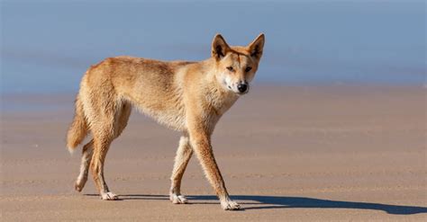dingoes australias wild dogs    dogs     animals