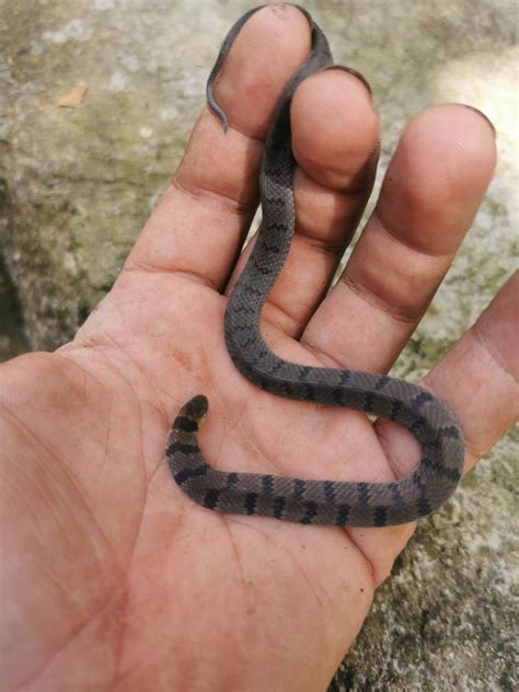 Culebra de cafetal