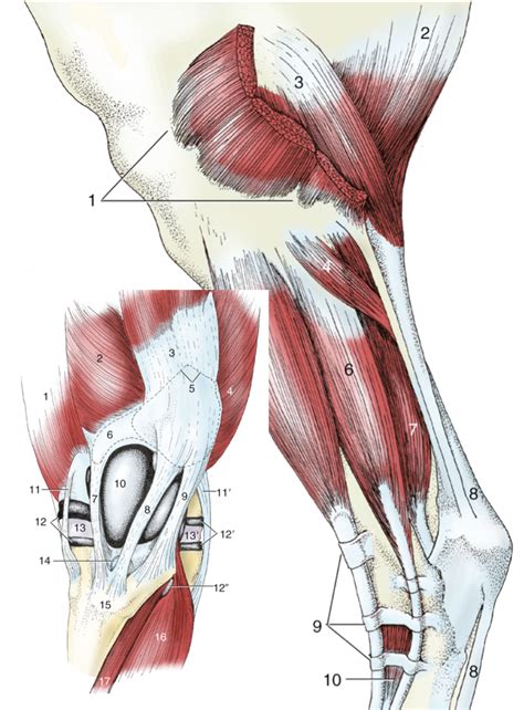 equine stifle cranial  lateral view diagram quizlet