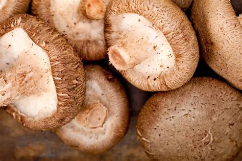 cendawan shitake kandungan nutrisi  khasiat  tubuh