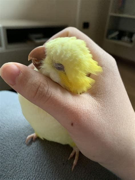 how do you parrot limping safely 1