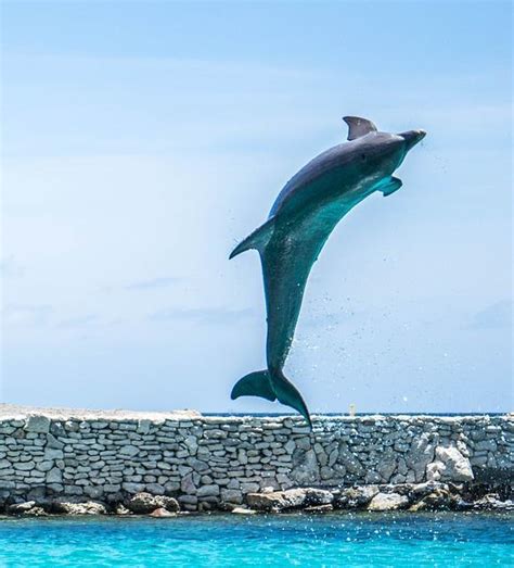 Golfinho É Um Peixe - Por que o Golfinho é Um Mamífero? Ele é Peixe? – Mundo Ecologia