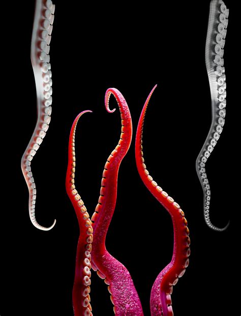 ArtStation - Tentacle animation study